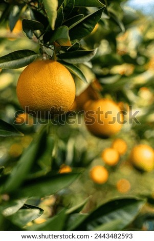 View of the Orange Garden, summer background. Farming content. A picturesque day and a gorgeous scene. Wonderful wallpaper image. Discover the beauty of the world
