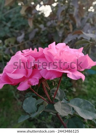 it's an image of a bunch of pink Queen's rose
