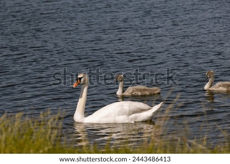 grey chicks of the white sibilant swan with grey down, young small swans with adult swans parents Royalty-Free Stock Photo #2443486413