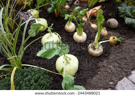 turnip cultivation in the vegetable garden. root crops association. companion plants Royalty-Free Stock Photo #2443488021
