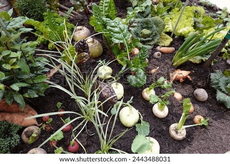 urban vegetable garden with root crops associated with other plants. cultivation of turnips, onions, radishes, chard,... Royalty-Free Stock Photo #2443488031