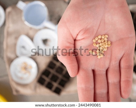 seeds on palm flat lay photography of home gardening planting seeds in compostable pot