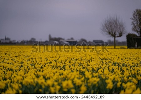 Amazing landscape with yellow spring flowers in Netherland. Cultivation of daffodils (Narcissus poeticus) in rows in the plains in rainy weather