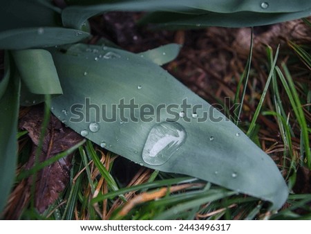 a large drop of water on a green leaf
