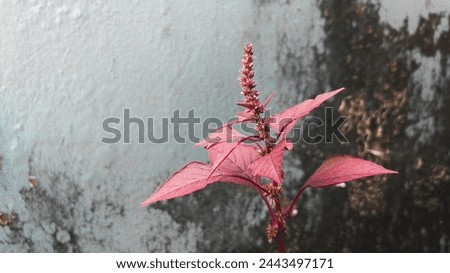 The image shows a red flower with leaves. It is an outdoor plant and the main feature is the vibrant red color of the flower.