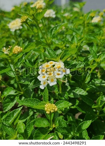 White Flower - Lantana Camara, Verbena family. L. Camara can grow easily in tropical land l. It can outcompete native species. 