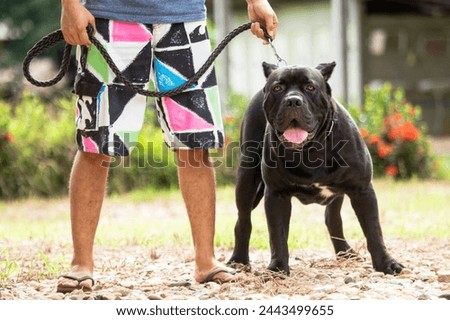 The big black dog looked intimidating. Watchdog held on a leash