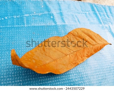 light brown leaves on a light blue base Royalty-Free Stock Photo #2443507229