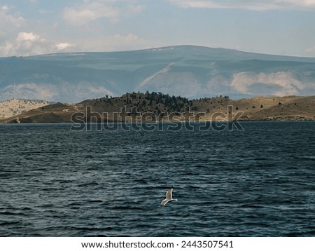 A flying bird over the steep seashore of Lake Baikal. Summer colorful photography.