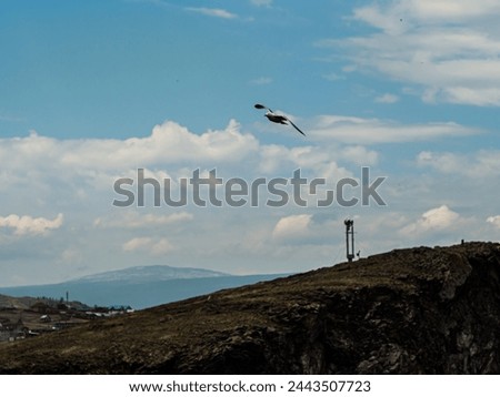 A flying bird over the steep seashore of Lake Baikal. Summer colorful photography.