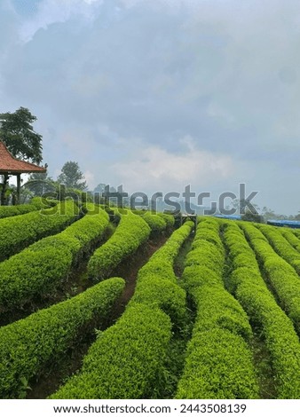 a photo of a view of a tea plantation with green leaves and a dark blue sky, I took this picture on December 18 2023, located in Bandung