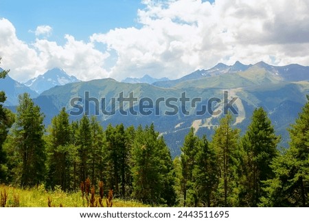 Trees in the mountains in sunny, bright weather in summer. Landscape in the mountains with the presence of powerful rocks in sunny, bright, colorful weather in the Caucasus. Arkhyz.