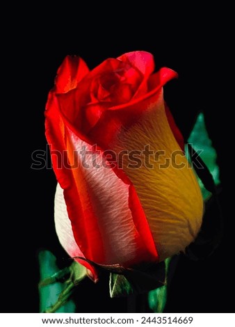 A white rose, with bright red tips.