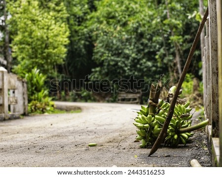 This portrait tells the story of a farmer's struggle who harvested some of his bananas and brought them home to serve to his family. Royalty-Free Stock Photo #2443516253