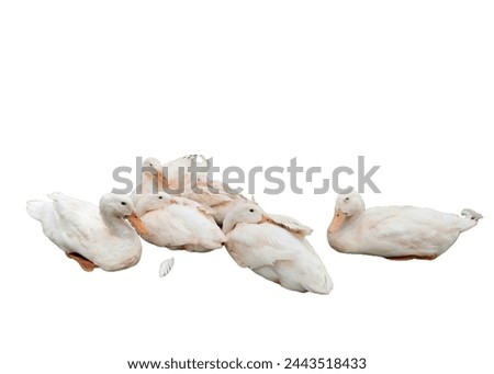 A flock of white ducks are relaxing and sunbathing isolated on white background. 

