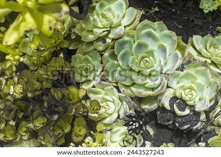 Wonderful wallpaper or image for printing pictures, art, fine art. Beautiful photo of colorful succulent plants for art print. Succulent plant image art.