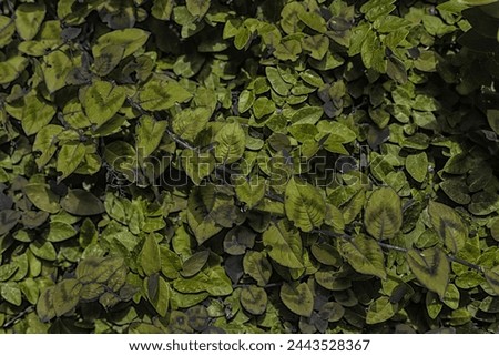 Wonderful wallpaper or image for printing pictures, art, fine art. Beautiful photo of colorful plants and green and moss green tones for artistic printing. Plant image art.