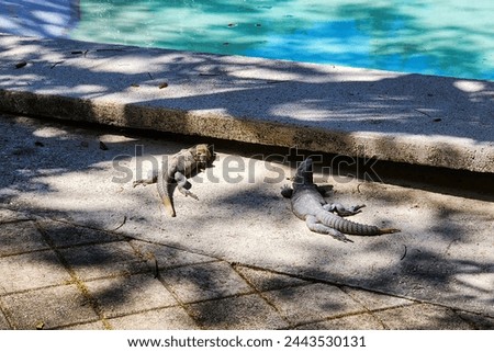 This is a picture of two iguanas, sunning themselves next to a pool, in a tropical paradise, on a sunny spring day.