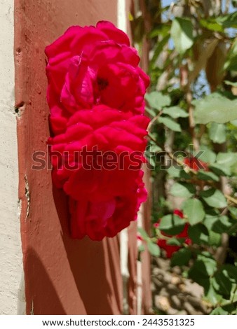 Pair of Red rose with Beauty of wall