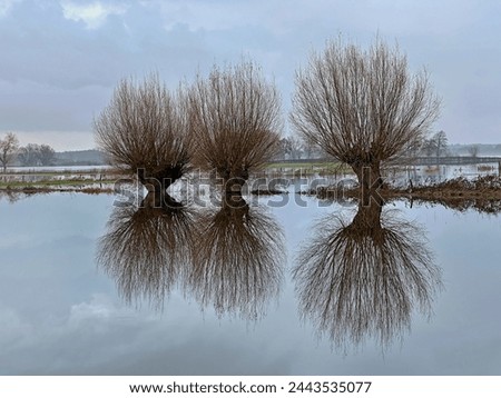 Pollard willows with a beautiful reflection in the mirror-smooth water of the flooded floodplains of the river IJssel. Royalty-Free Stock Photo #2443535077