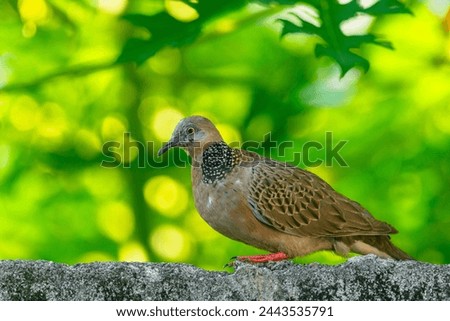 Spotted dove or eastern spotted dove (Streptopelia chinensis) perched on a concrete wall with greenish background Royalty-Free Stock Photo #2443535791