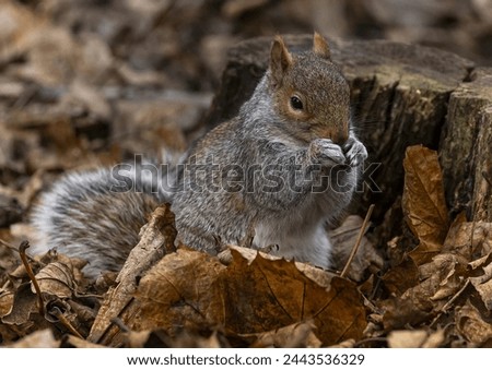 "Small furry rodent, bushy tail, agile, forages for nuts." Royalty-Free Stock Photo #2443536329
