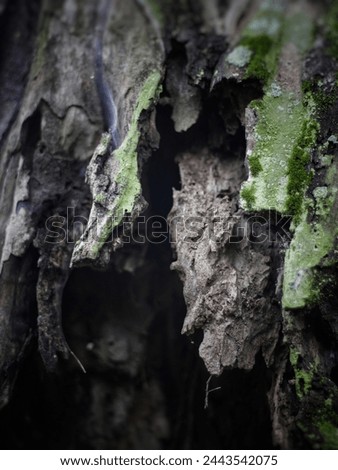People would be mistaken if the picture was thought to be a scary cave. rather it is a dry tree that is old and rotting.