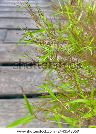Outdoors photography of the green little leaves grass.