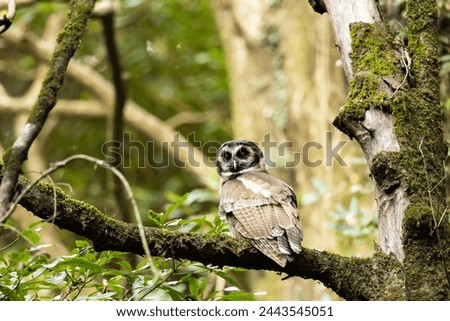 Owl resting on a forest tree
