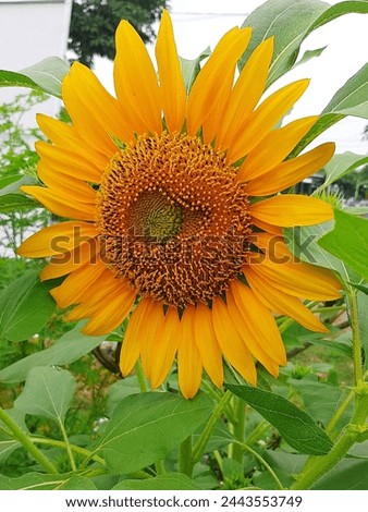 Sunflowers with beautiful petals in the garden