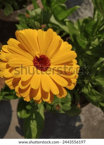 Beautiful and nice picture of sunflower 