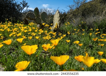 Golden poppies in bloom with prickly pear cactus, on the Yetman Trail - Tucson Mountain Park
