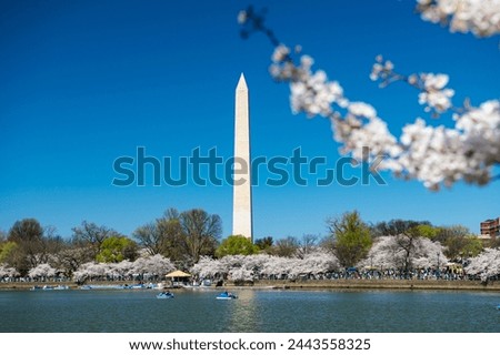 Cherry blossoms in Washington DC. Traditional spring festival of Japanese cherry blossoms. Tidal Basin and Washington Monument.