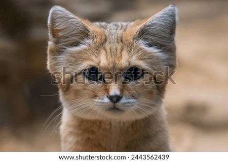 Sand Cat - Felis margarita, portrait of beautiful small wild cat from sandy and stony deserts of North Africa and Middle East, Morocco. Royalty-Free Stock Photo #2443562439