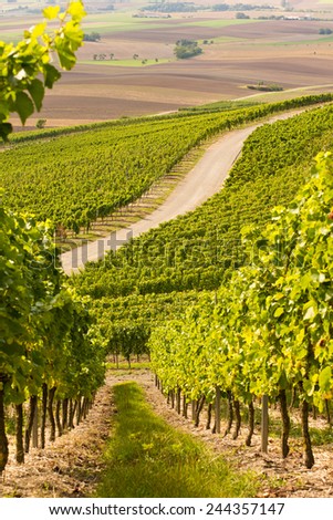 An idyllic wineyard in Germany Royalty-Free Stock Photo #244357147