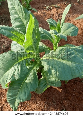 tobacco , Nicotiana tabacum , tobacco leaves Royalty-Free Stock Photo #2443574603