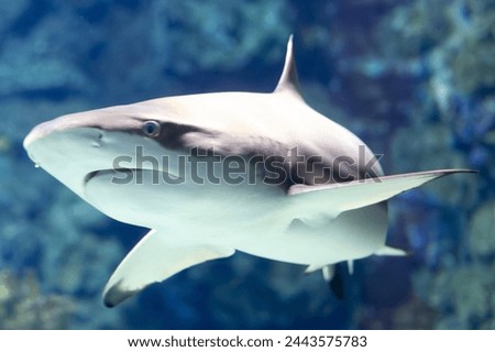 Gray shark swimming calmly with a blurred blue background, seen from a bottom perspective, Barcelona city aquarium, Spain