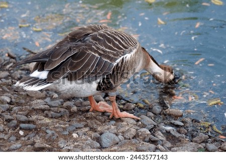 A duck drinks water from a pond