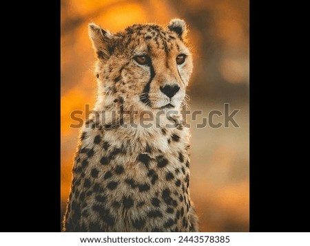 
The African cheetah (Acinonyx jubatus) is a remarkable big cat native to various regions across Africa, primarily found in grasslands, savannas, and arid environments. Known for its incredible speed 