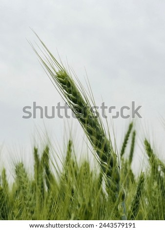  Leaf Wheat stock images in HD and millions of other royalty-free stock photos, 3D objects, illustrations and vectors in the