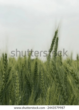 wheat leaf vector stock photos, 3D objects, vectors, and illustrations are available royalty-free. See wheat leaf vector stock video clips. Filters.