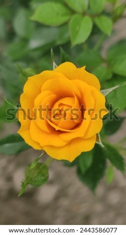  yellow rose  beautiful rose beautiful yellow rose