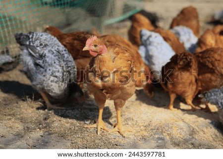 A group of young chickens and gray, white, red roosters are walking in the village yard, pecking at food. Chickens behind a fence peck at food outdoors on a summer day.
