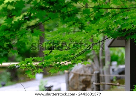 The beautiful fresh greenery of early summer in the precincts of Shourin-ji Temple.