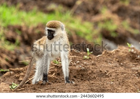 Monkey in the kenyan jungle