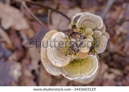 Nice and colorful fruiting bodies of saprophytic mushrooms on a withered trunk of a cut tree. Fungi decomposing dead wood in the forest in early spring at the end of February .   Royalty-Free Stock Photo #2443603129