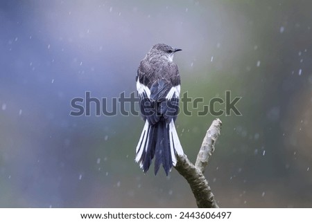 Northern Mocking Bird sitting in Rain