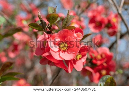 Pink quince (Chaenomeles) blossoms and buds closeup pictures 
