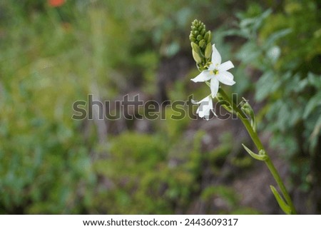 beautiful white flower blooming in the countryside of Peru - soothing and stunning
