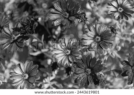 closeup of daisy flower background bright color. photo of daisy flower background.